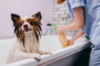 Pet Grooming and Pet Sitting Insurance in Gainesville, FL by Gainesville Business Insurance