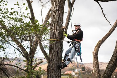 Tree Trimming Insurance in Gainesville, FL by Gainesville Business Insurance